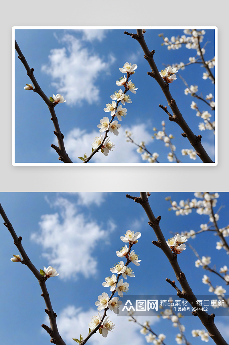 蓝天背景下白色梅花图片素材