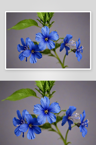 蓝花丹开花植物特写图片