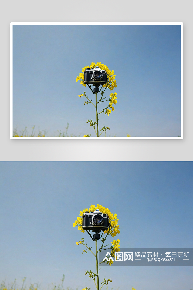 胶片相机拍摄油菜花图片素材