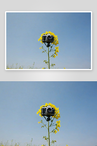 胶片相机拍摄油菜花图片