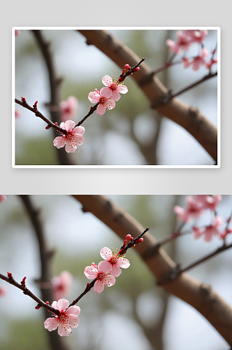 慧因高丽寺梅花图片