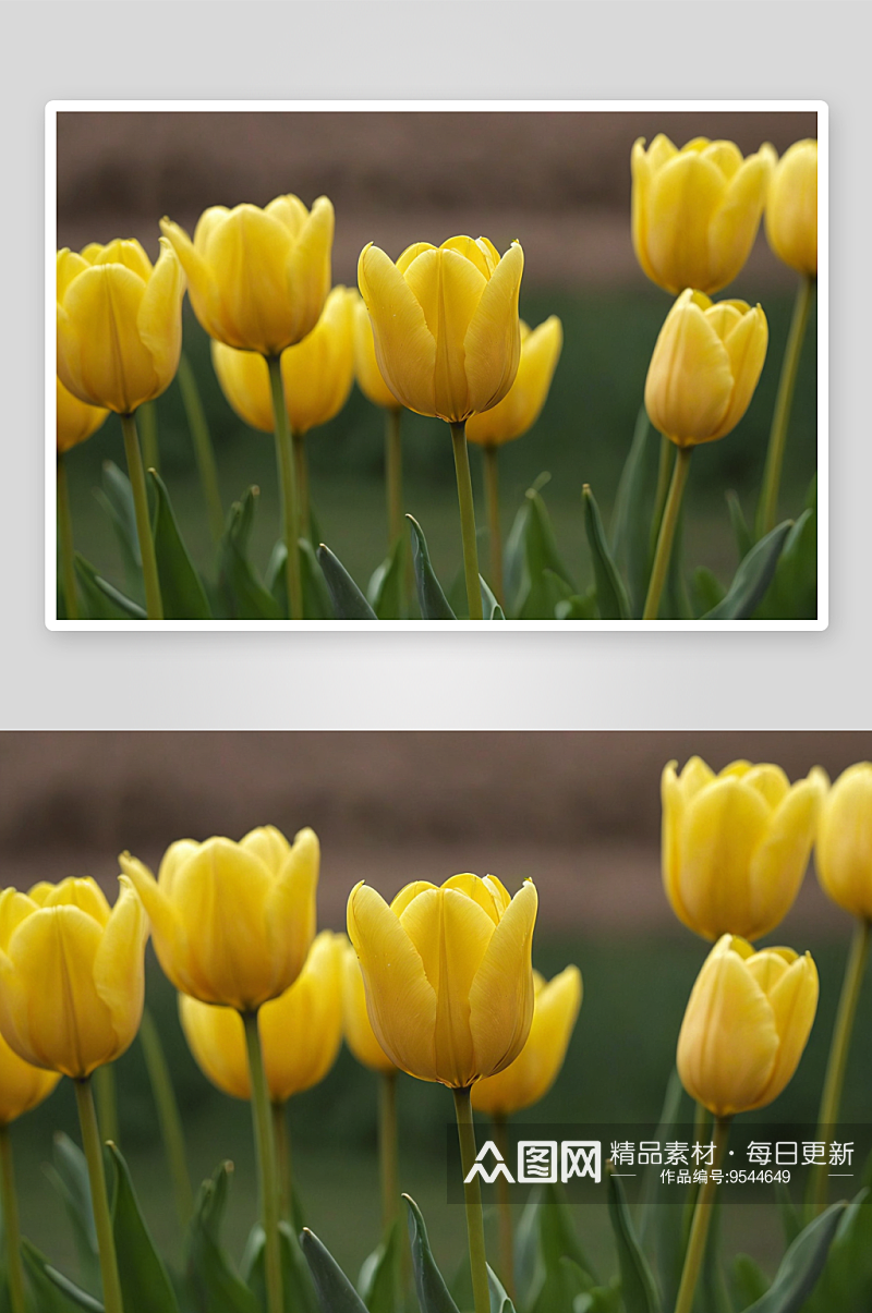 黄色郁金香花朵图片素材