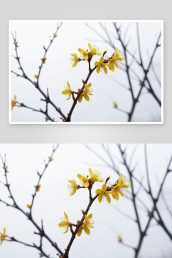黄色腊梅梅花冬季雨天花带水珠图片