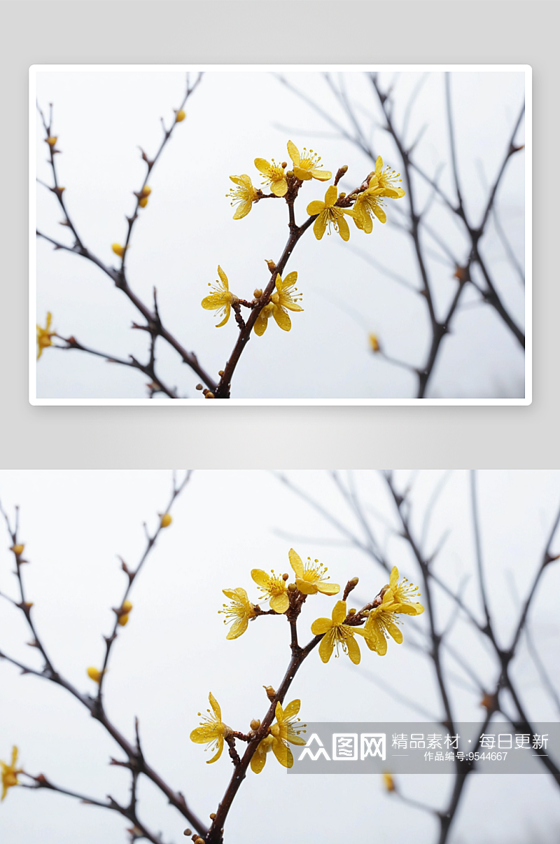 黄色腊梅梅花冬季雨天花带水珠图片素材