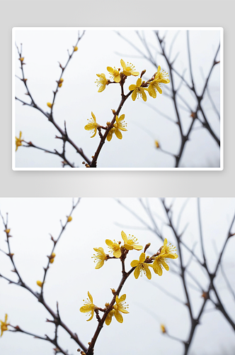 黄色腊梅梅花冬季雨天花带水珠图片