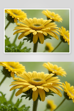 黄色雏菊植物特写图片
