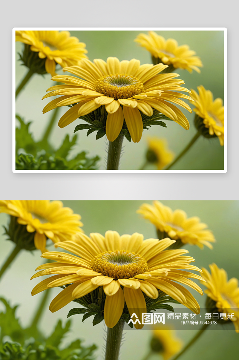 黄色雏菊植物特写图片素材