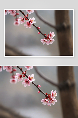 花枝俏美人梅图片