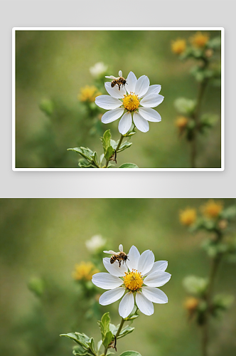花卉蜜蜂采蜜春天图片
