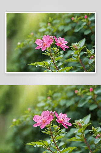 户外盛开粉红色花朵特写镜头图片