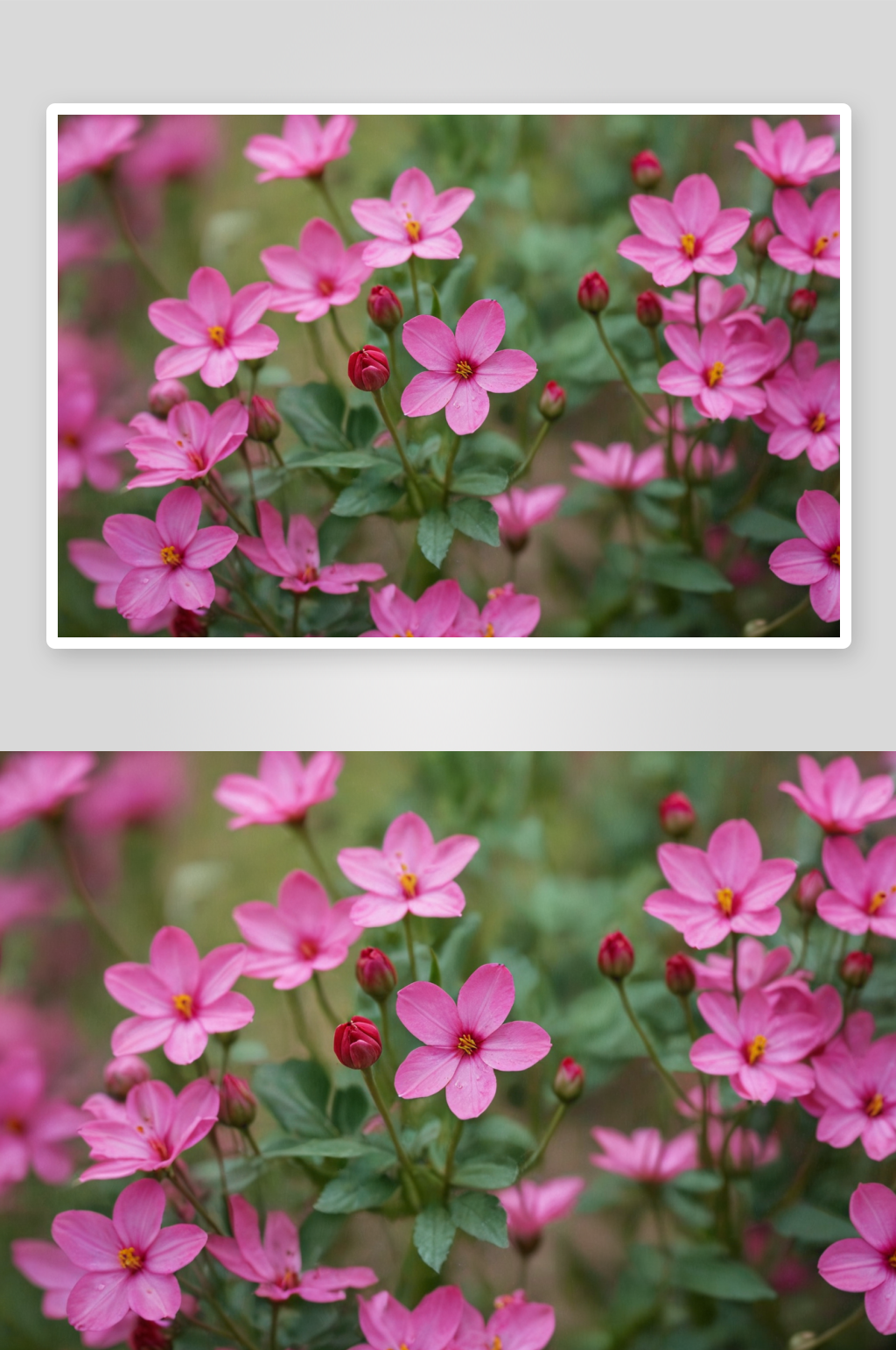 公园里花特写图片素材