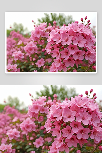 公园里粉红色开花植物特写镜头图片