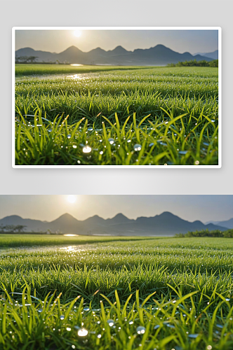 二十四节气图恒春清晨带有露水草坪图片