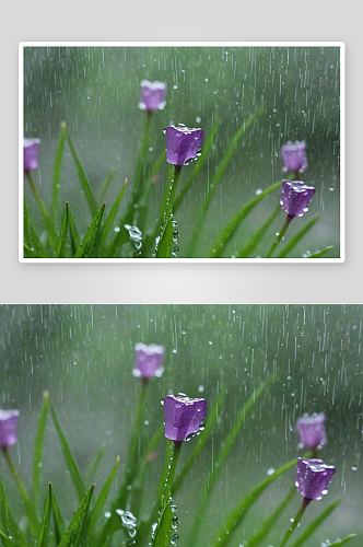 春雨中紫花地丁图片