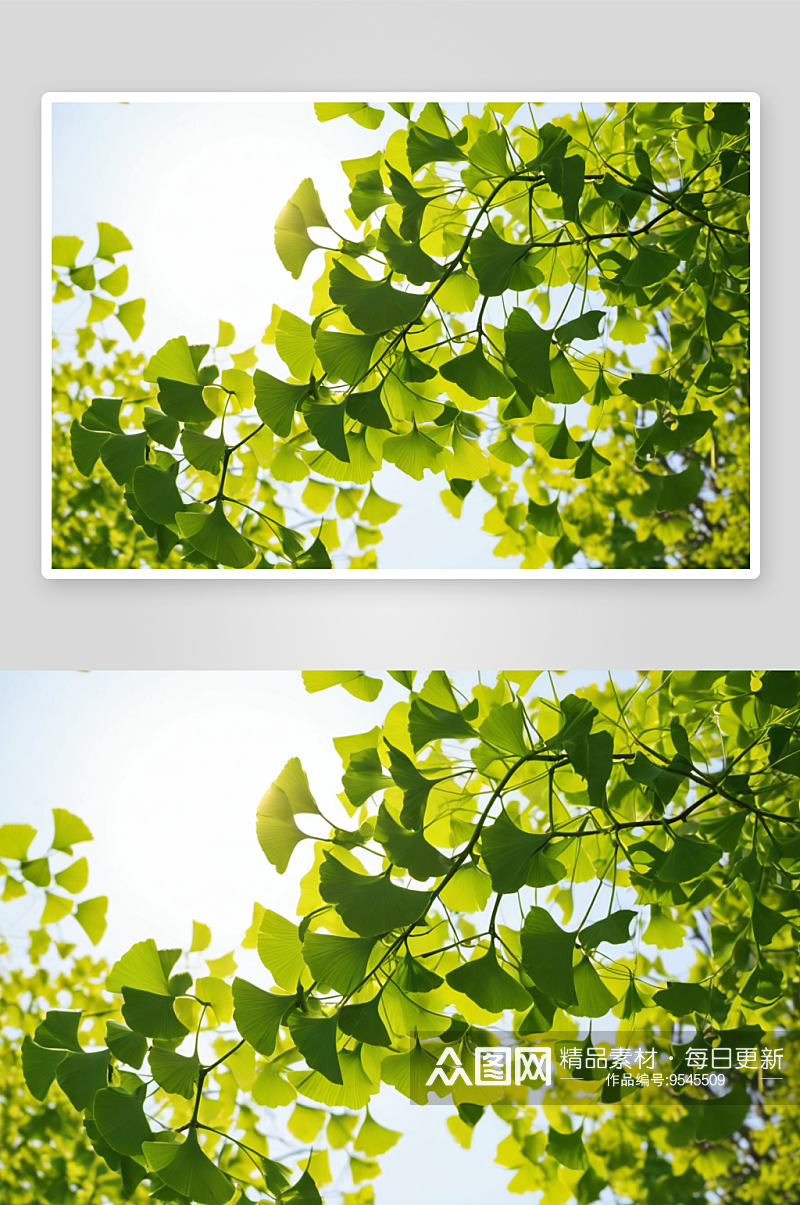 春天阳光下新长出叶子银杏植物图片素材