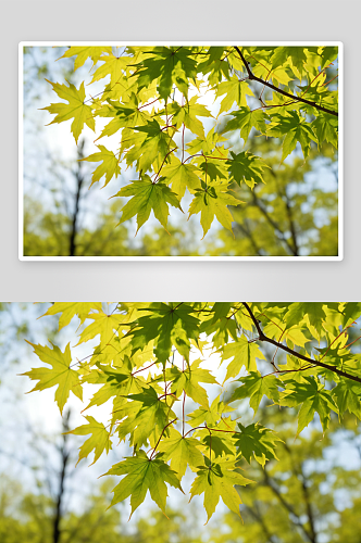 春天阳光下新长出叶子枫树叶植物图片