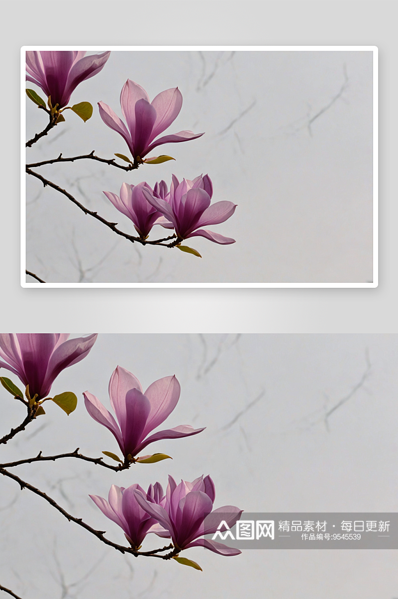 紫玉兰花开富贵图片素材