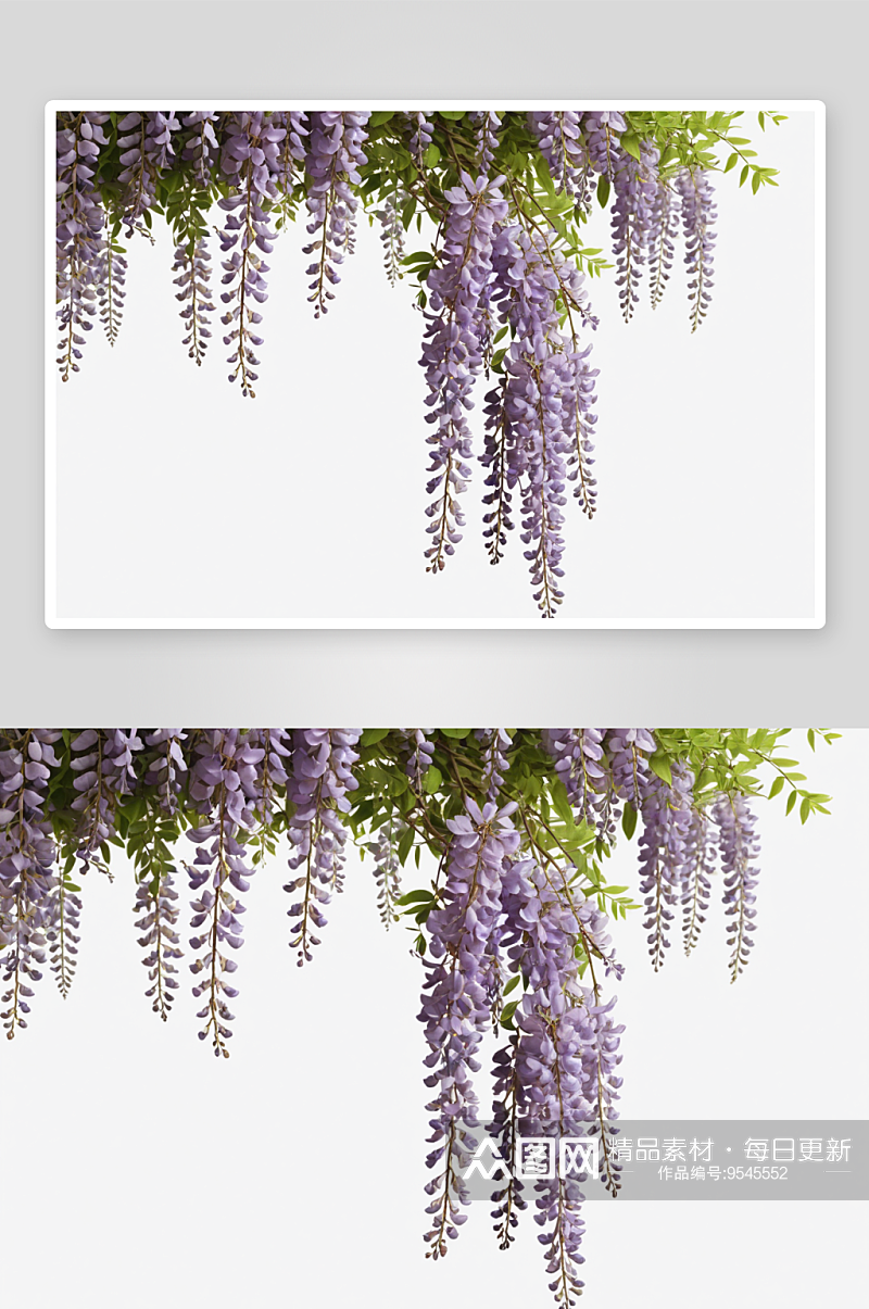 紫藤枝形枝干风纯背景图片素材