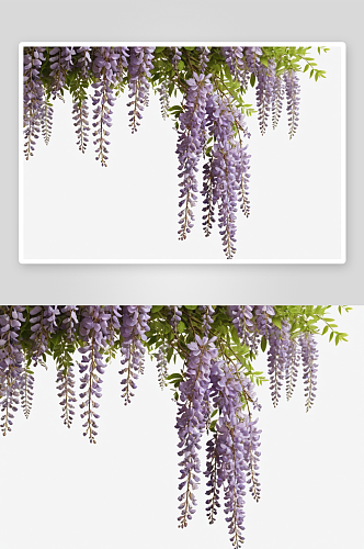 紫藤枝形枝干风纯背景图片