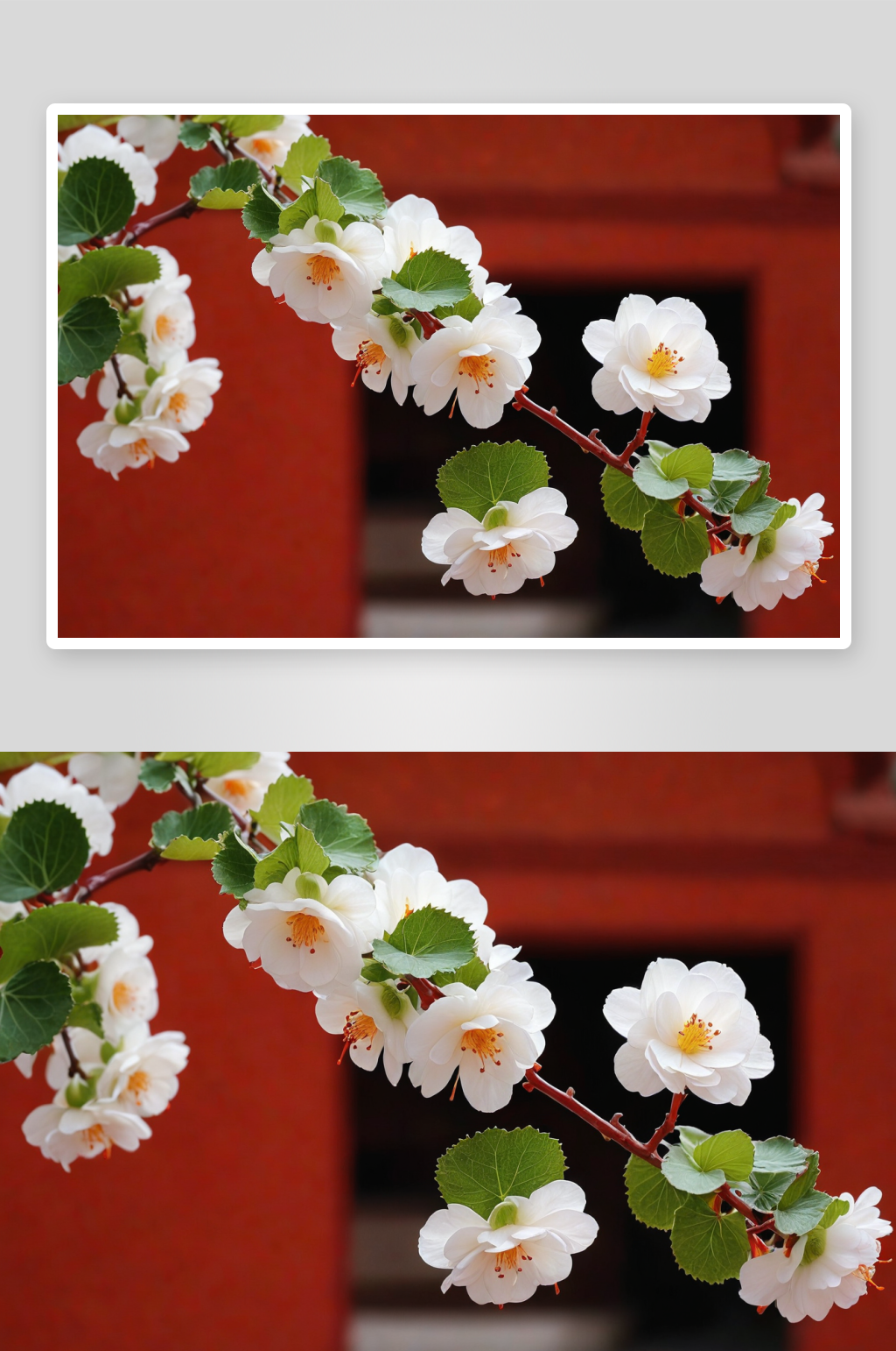 紫禁城海棠花开图片素材