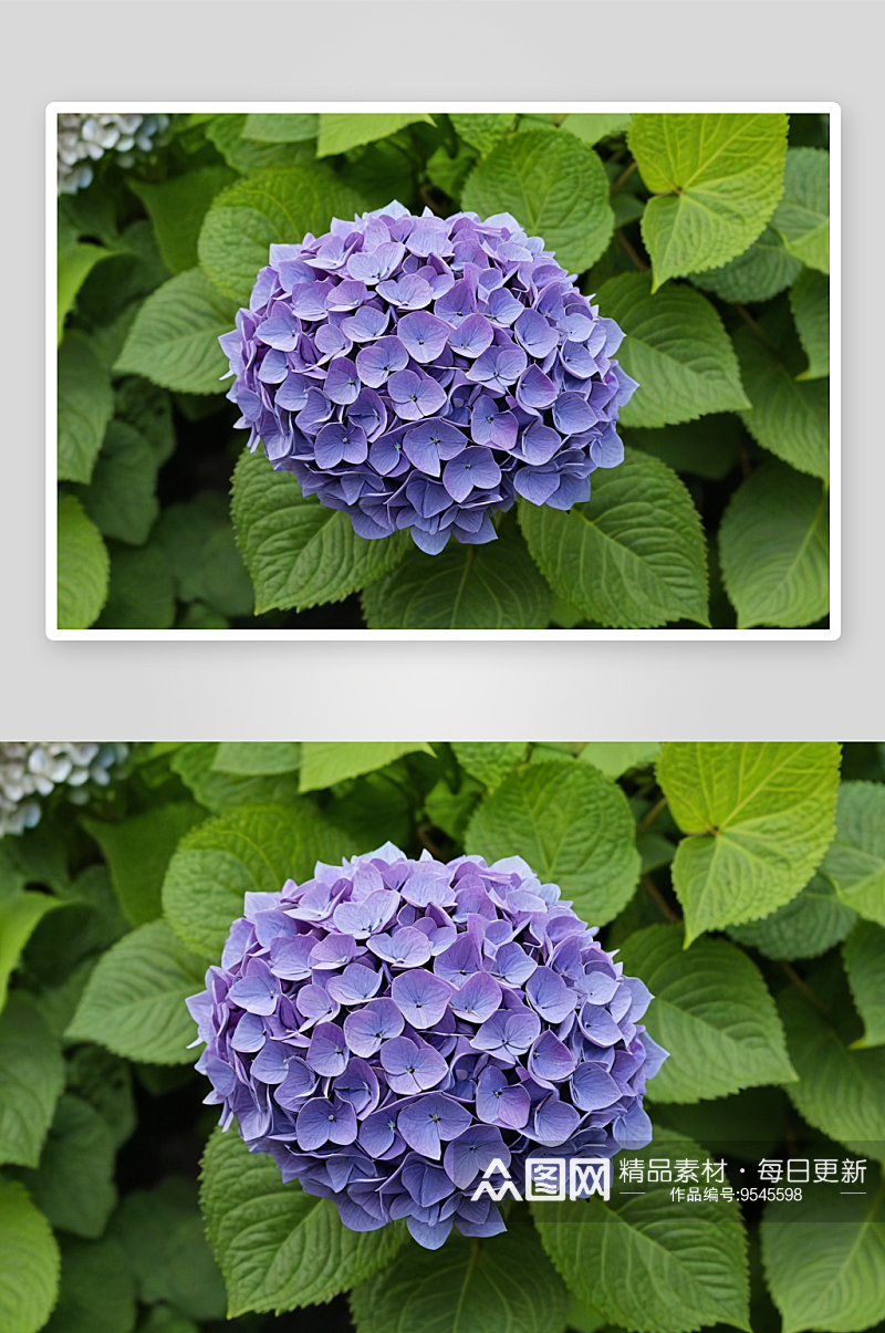 紫花植物叶片特写绣球花图片素材