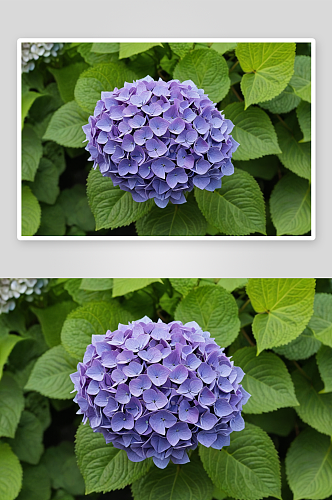 紫花植物叶片特写绣球花图片