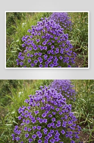 紫花植物野外特写图片