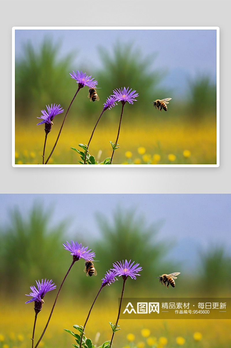 紫花植物野外特写蜜蜂落泥胡图片素材