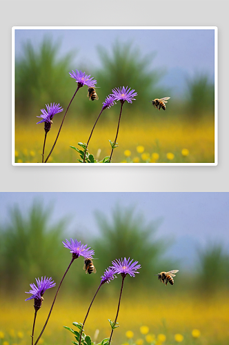 紫花植物野外特写蜜蜂落泥胡图片