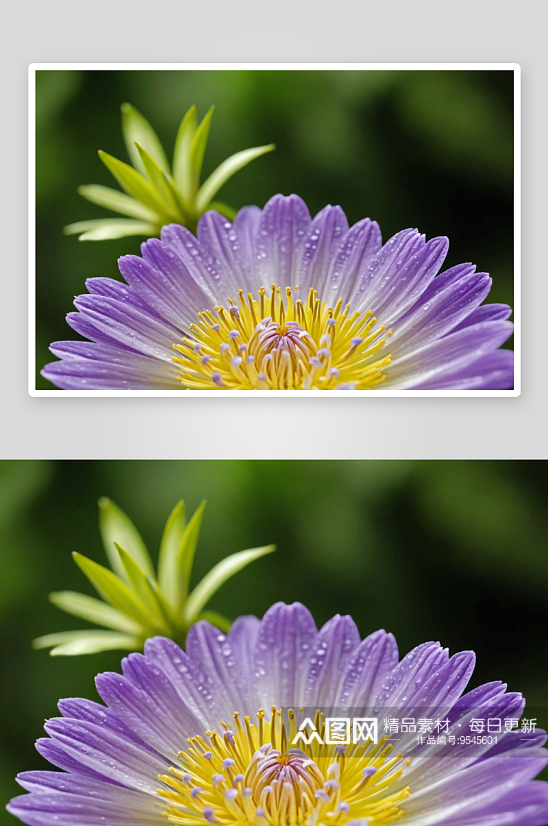 紫花鲜花盛开特写图片素材