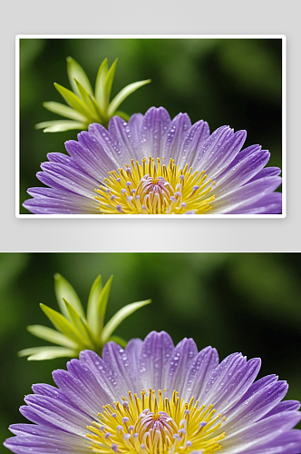 紫花鲜花盛开特写图片
