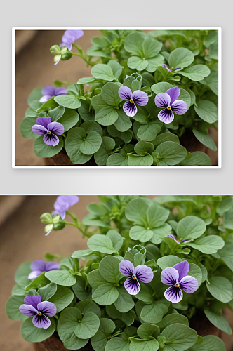 紫花地丁野堇菜图片