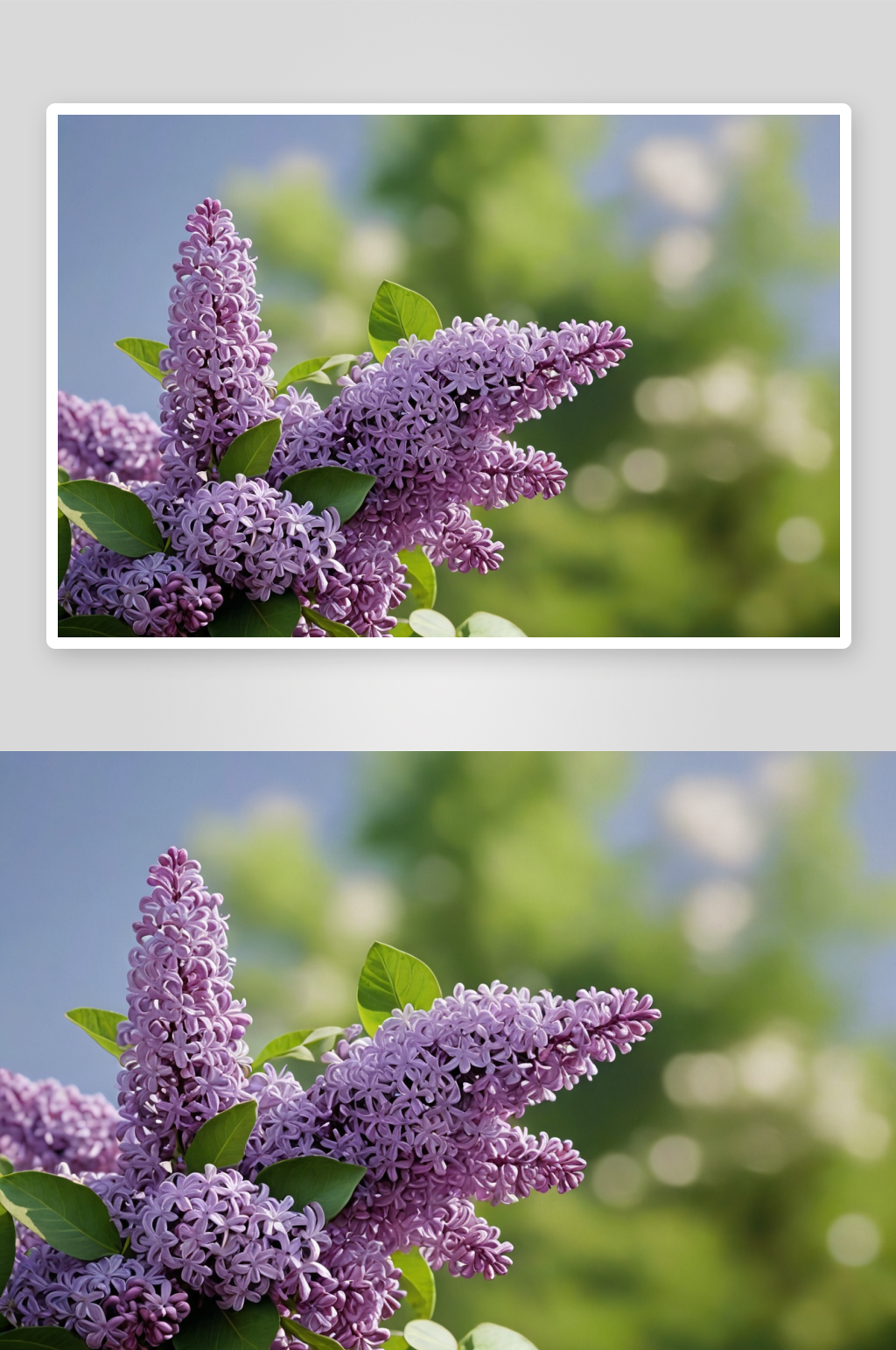 紫丁香高清特写花卉图片素材