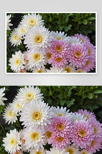植物园菊花展盛开粉白色菊花特写图片