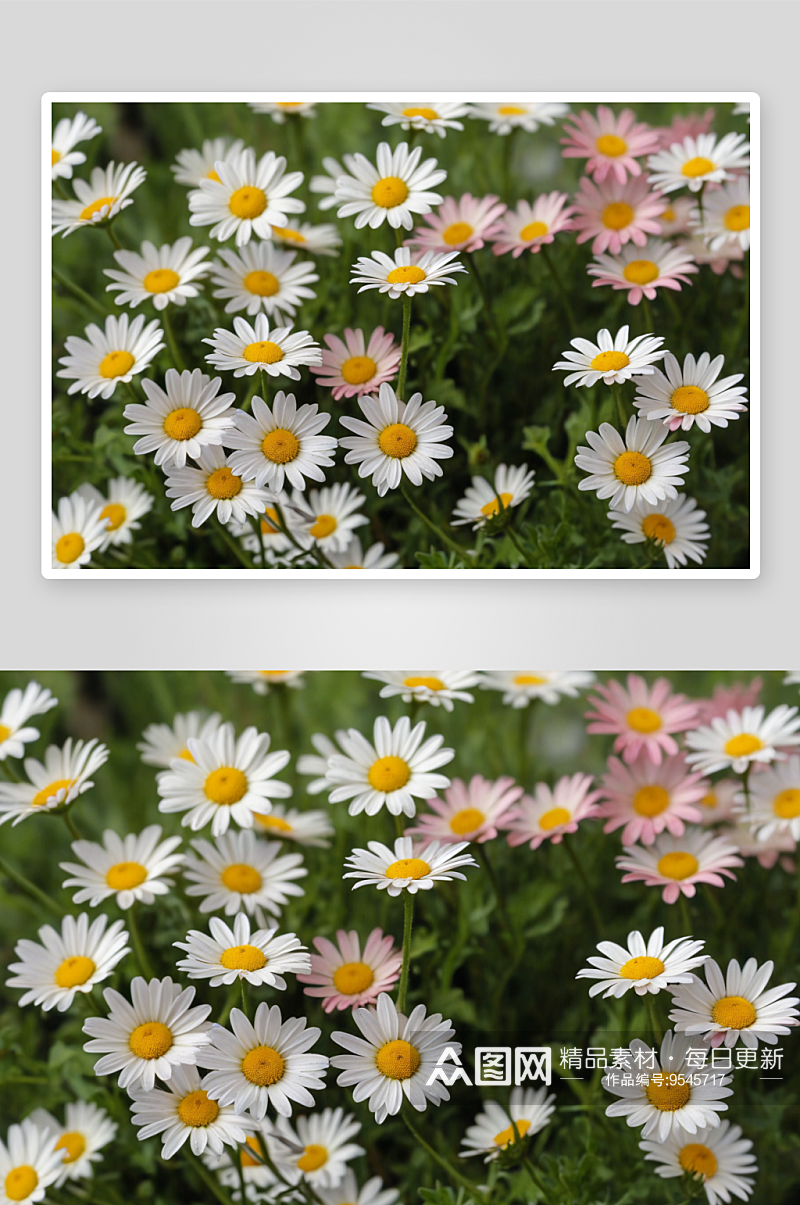 植物静物拍摄小雏菊图片素材