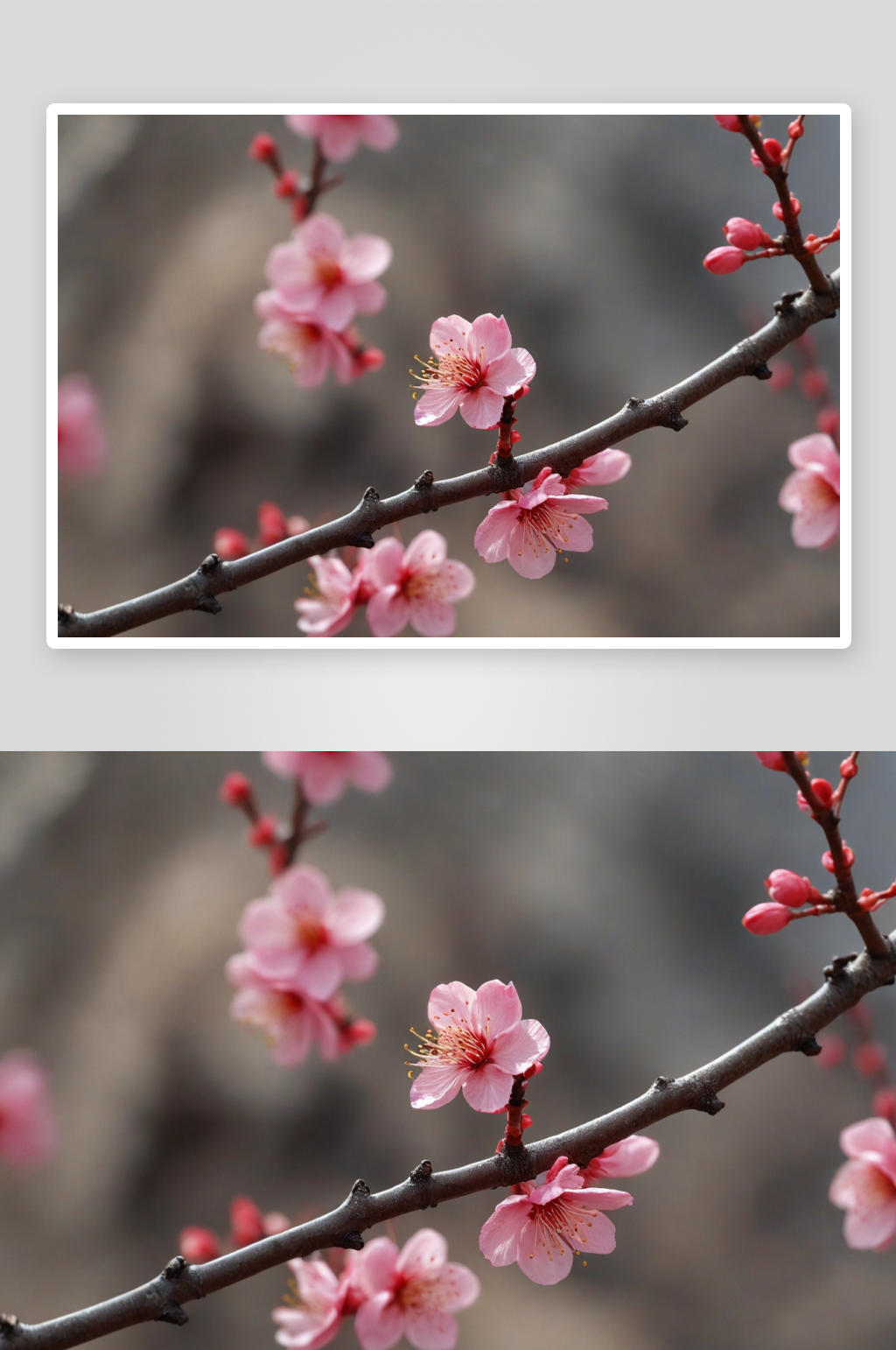 柘荣东狮山天福公园梅花图片素材