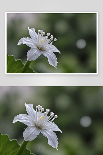 泽珍珠菜又名星宿菜图片