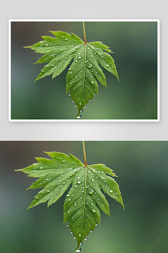 雨后绿叶水滴图片