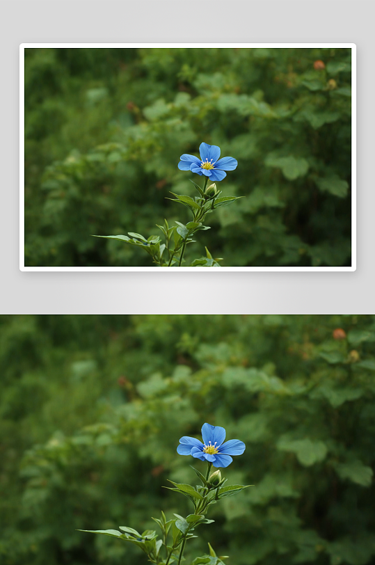 夏天秋天应季花卉植物素材蓝花丹图片