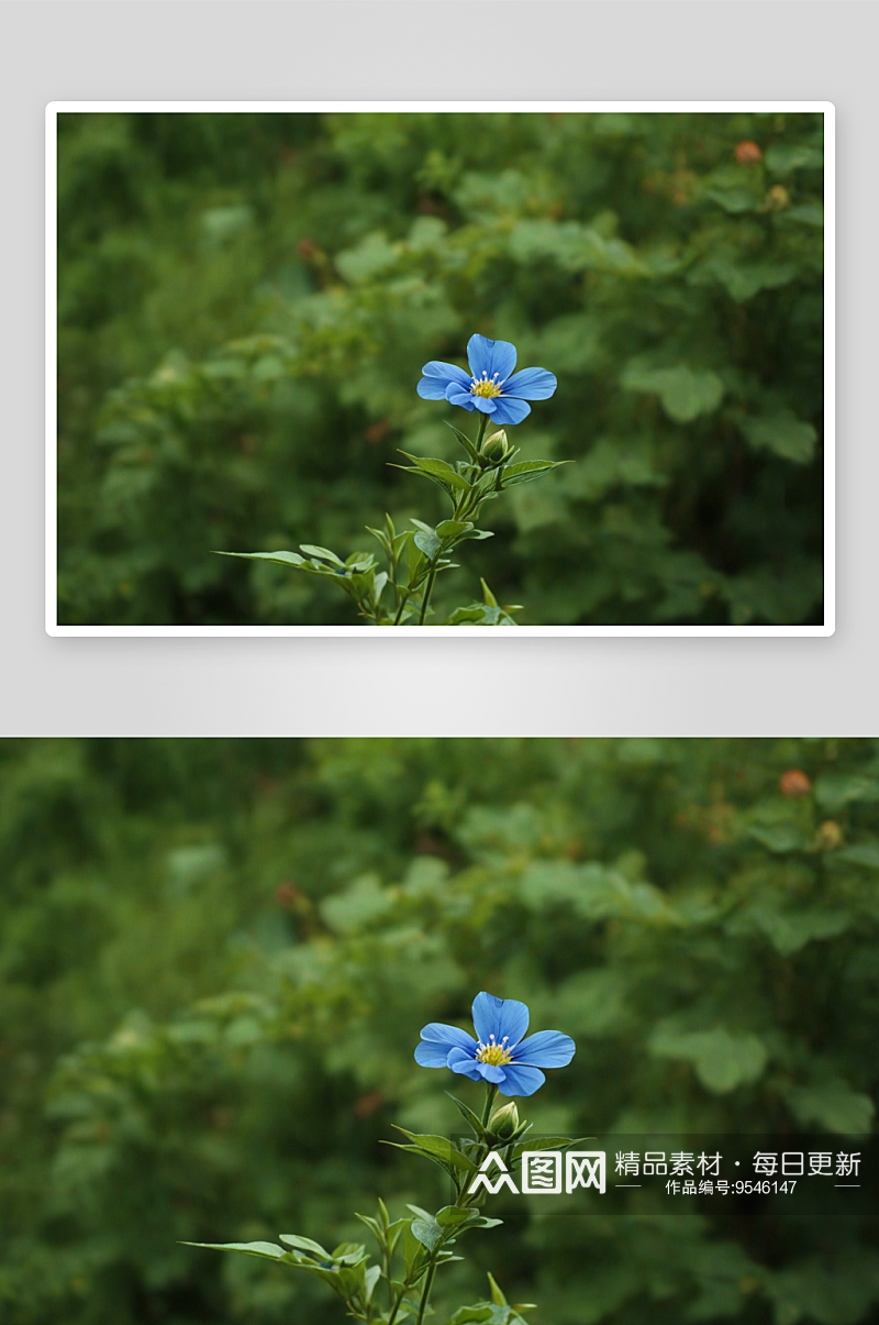 夏天秋天应季花卉植物素材蓝花丹图片素材
