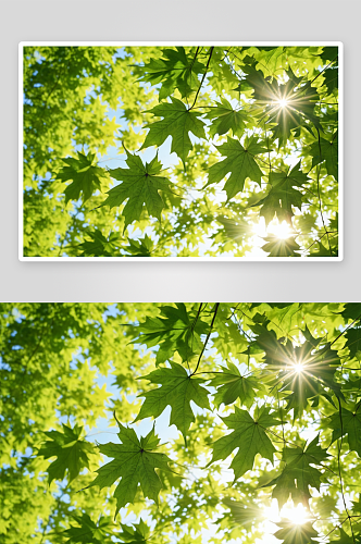 夏日阳光下绿色枫叶图片