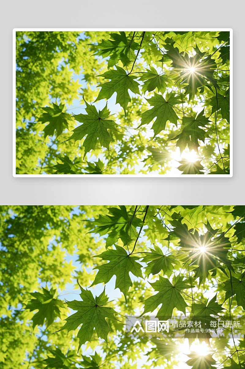 夏日阳光下绿色枫叶图片素材