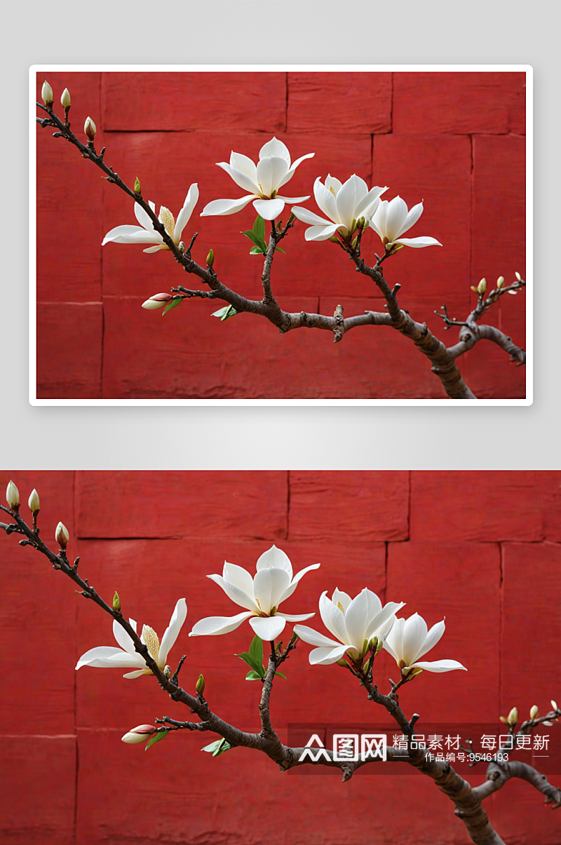 西长安街红墙衬托下白色玉兰花图片素材