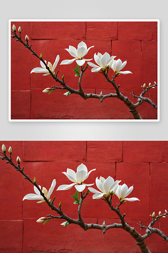 西长安街红墙衬托下白色玉兰花图片