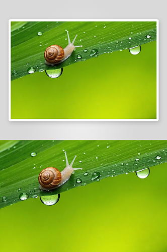 蜗牛绿叶水滴清新自然美图片