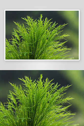 微距特写水草狐尾藻小清新植物背景图片