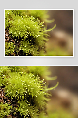 微距苔藓植物绿色树干寄生春天生命图片