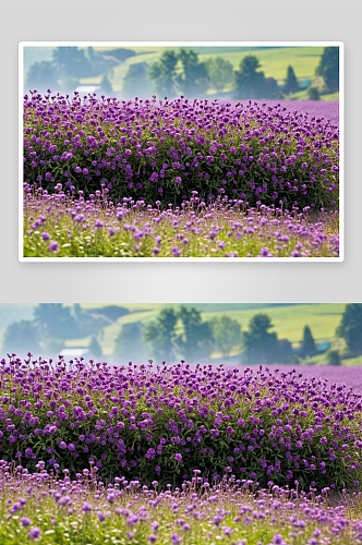 田野紫色开花植物特写镜头图片