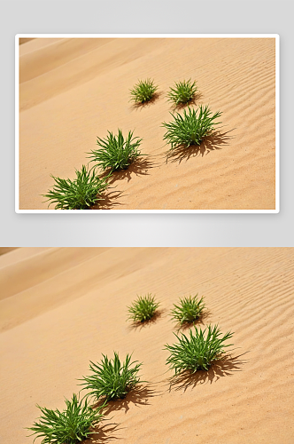 沙漠中绿色植物希望开端环境保护图片