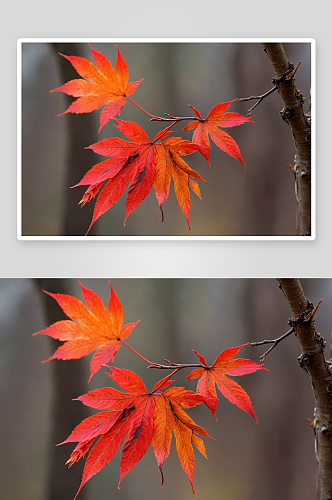 秋天树枝残留红叶图片